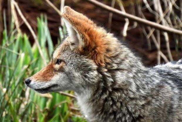 A coyote seen near Lost Lagoon in April 2021 in Vancouver's Stanley Park. (Tingmiaq/Instagram - image credit)