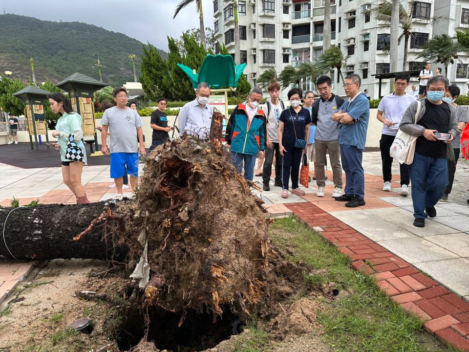 居民目擊民政處及杏花邨業委會人員到場視察三棵大樹的倒塌情況。（受訪者提供相片）
