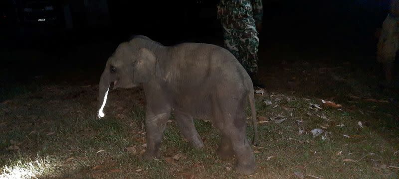 A baby elephant is seen after having received a CPR by a rescue worker after a motorcycle crash in Chanthaburi province