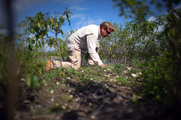 Joe Wasilewski checks on crocodile nests near the Florida Power & Light's Turkey Point Nuclear Power Plant where they protect the crocodile and conduct research by counting their nests annually to record population changes June 28, 2012 near Florida City, Florida. Wasilewski, a biologist, studies the reptile and helps in developing and constructing the American crocodile nesting habitat near the power plant. The American crocodile had been on the endangered species list but has been taken off that list and put on the threatened list. With the success of the program to help save the crocodile their populations around developed areas will continue to grow which means that there may be more encounters between humans and the reptile. (Photo by Joe Raedle/Getty Images)