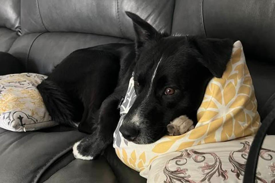 Hero border collie saves teenager’s life after he suffered stroke in Texas home (Amanda Tanner/Facebook)