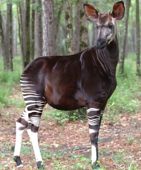 Okapi have been in serious decline since at least 1995. Though conservationists have not been able to obtain good population estimates for the species, only a few thousand are thought to be left in the Democratic Republic of the Congo.