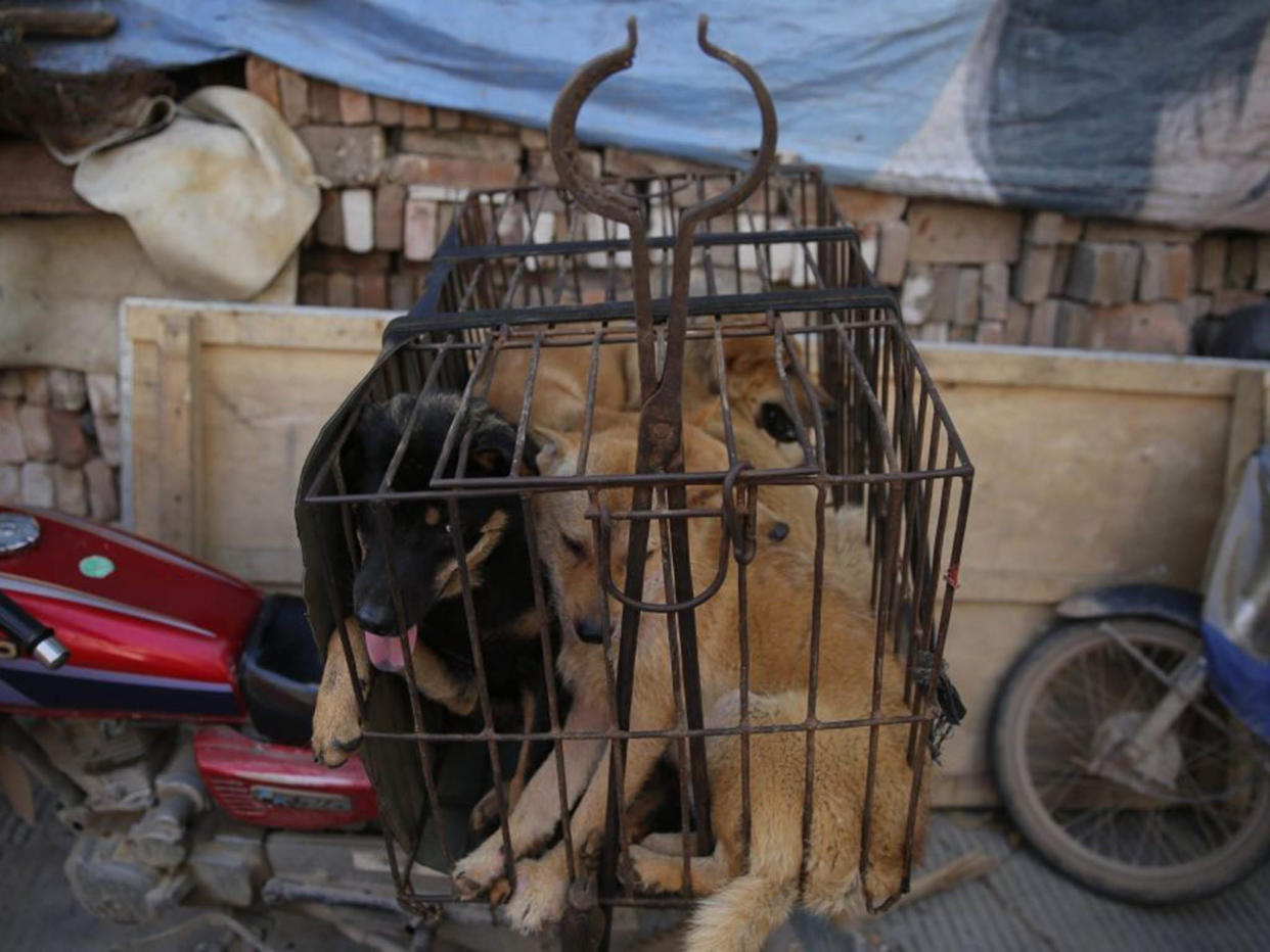 Dogs in a cage for sale at a market in Yulin city, southern China's Guangxi province, 21 June 2016: EPA