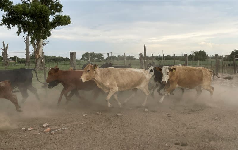 Argentina's drought-hit fields, billion dollar losses and farmers going under