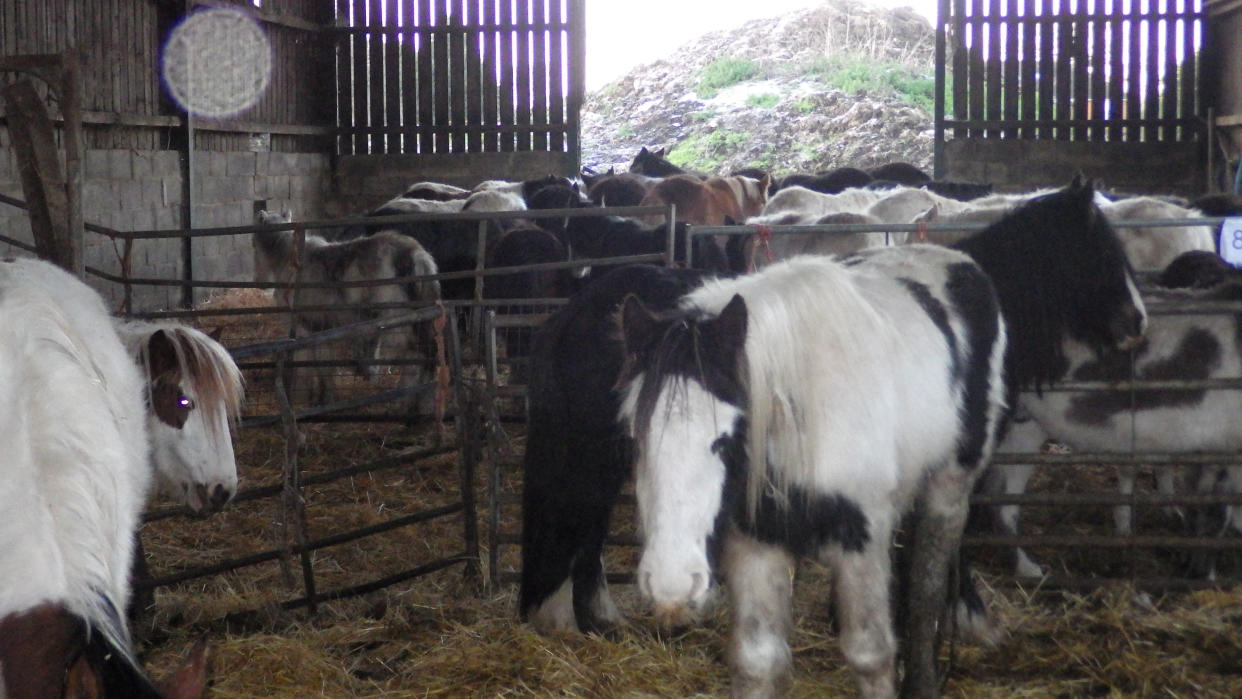 Inside two barns were pens full of donkeys, goats and ponies. (swns)
 