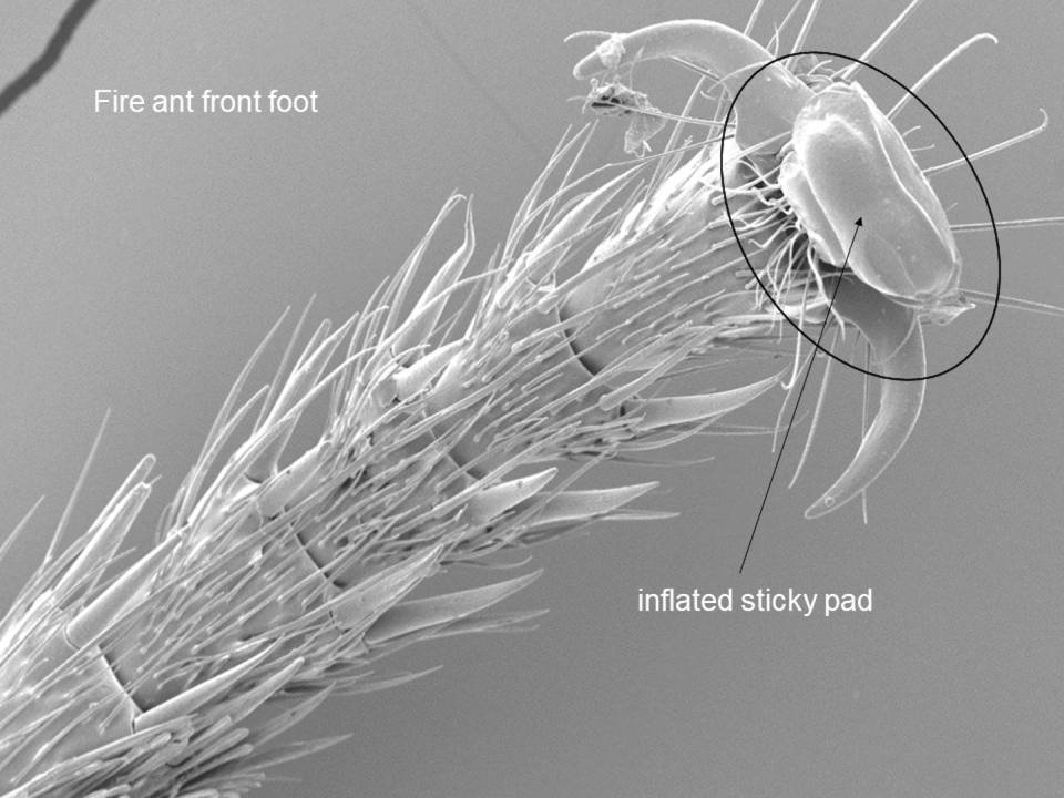 Inflatable sticky pads bring the cling. Deby Cassill, <a href="http://creativecommons.org/licenses/by-nd/4.0/" rel="nofollow noopener" target="_blank" data-ylk="slk:CC BY-ND;elm:context_link;itc:0;sec:content-canvas" class="link ">CC BY-ND</a>