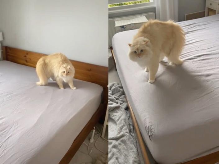 Cat Defends Unmade Bed From Owner