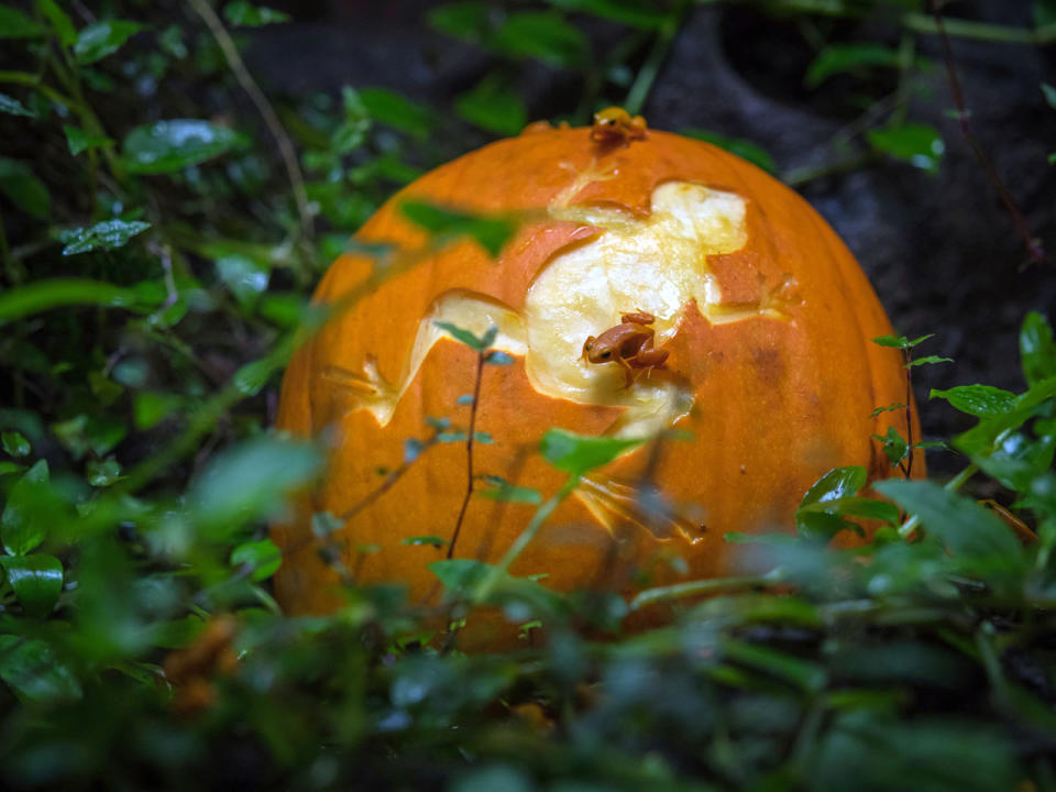 Niedliche Kürbisschlacht: So feiern Tiere Halloween im Zoo