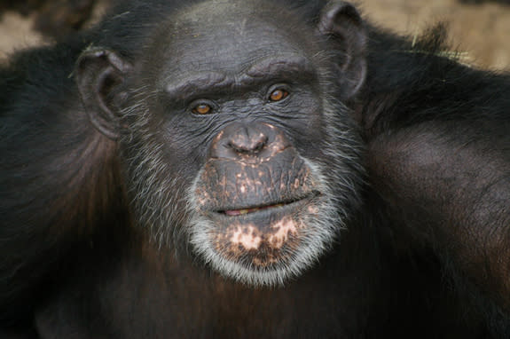 Brent is a chimpanzee who lives at Chimp Haven in Keithville, La. Brent is 37 years old and has lived at Chimp Haven since 2006. He is protective of Grandma, Chimp Haven's oldest resident. He loves to laugh and play. Brent paints only with his