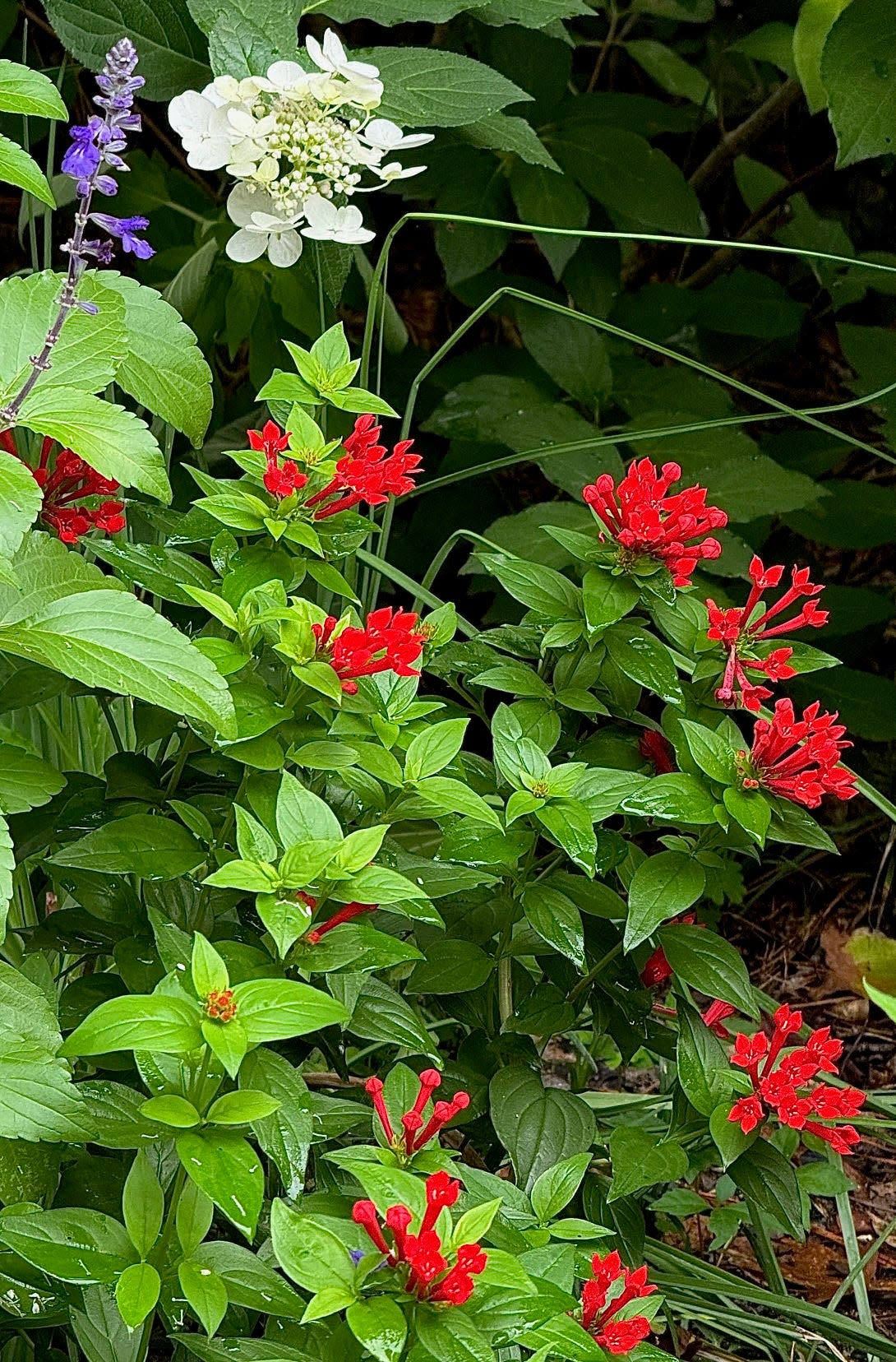 Estrellita Scarlet will reach 2 feet tall and wide. It is seen here with Pyromania Backdraft torch lily and Pinky Winky Prime hydrangea.