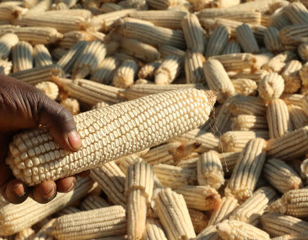 Resettled farmer Stanford Mandizha holds a maize cob grown on his six hectare farm near Chinhoyi, Zimbabwe, July 26, 2017. REUTERS/Philimon Bulawayo