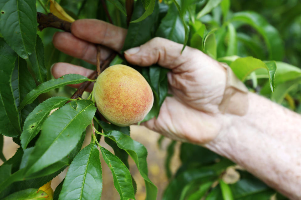 Jim Markley, the owner of CJ Orchards Farm, holds a single peach that managed to endure some warm temperatures on May 31, 2013, in Rutledge, Ga. Climate change is driving warmer winters, and in several cities in the U.S. South farmers have struggled with crop losses or had to replant fields. (Miguel Martinez/Atlanta Journal-Constitution via AP)