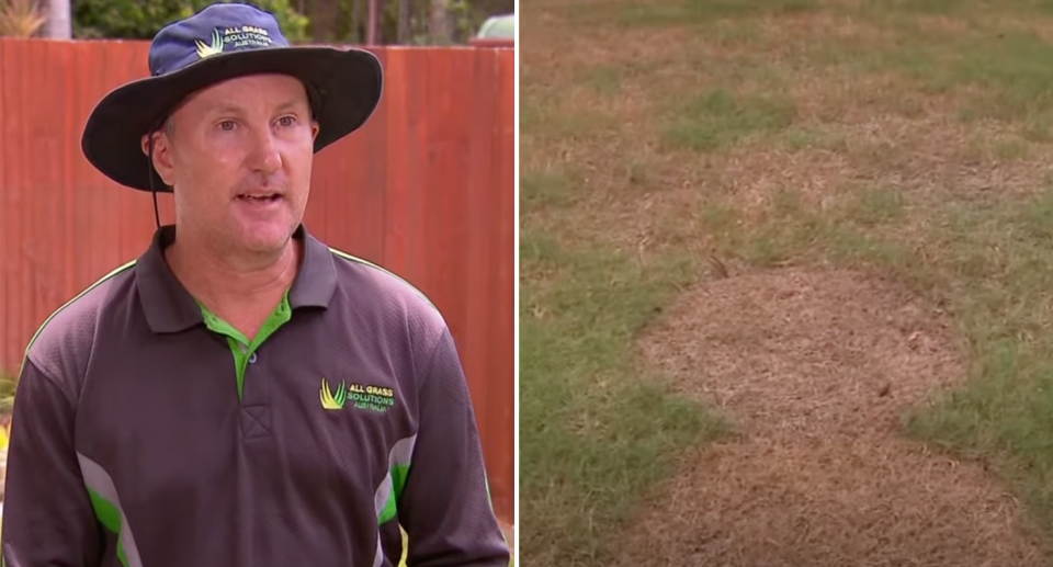 A backyard lawn damaged by armyworms pictured.