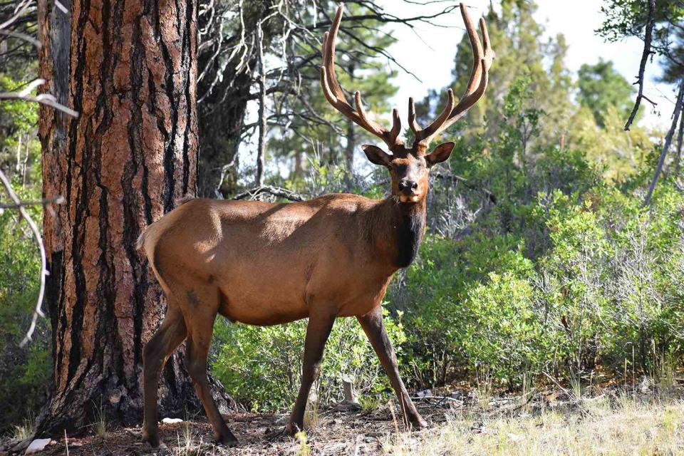 <p>Getty</p> Stock photo of an elk