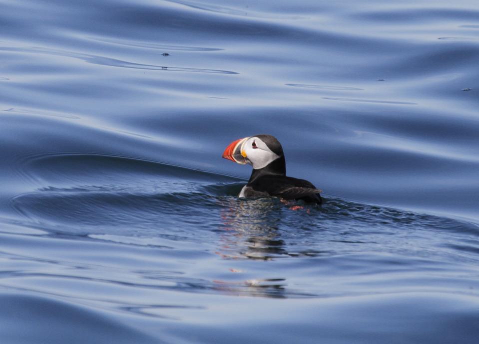 <p>Atlantic puffin out at sea. (Photo: Project Puffin/Stephen W. Kress) </p>