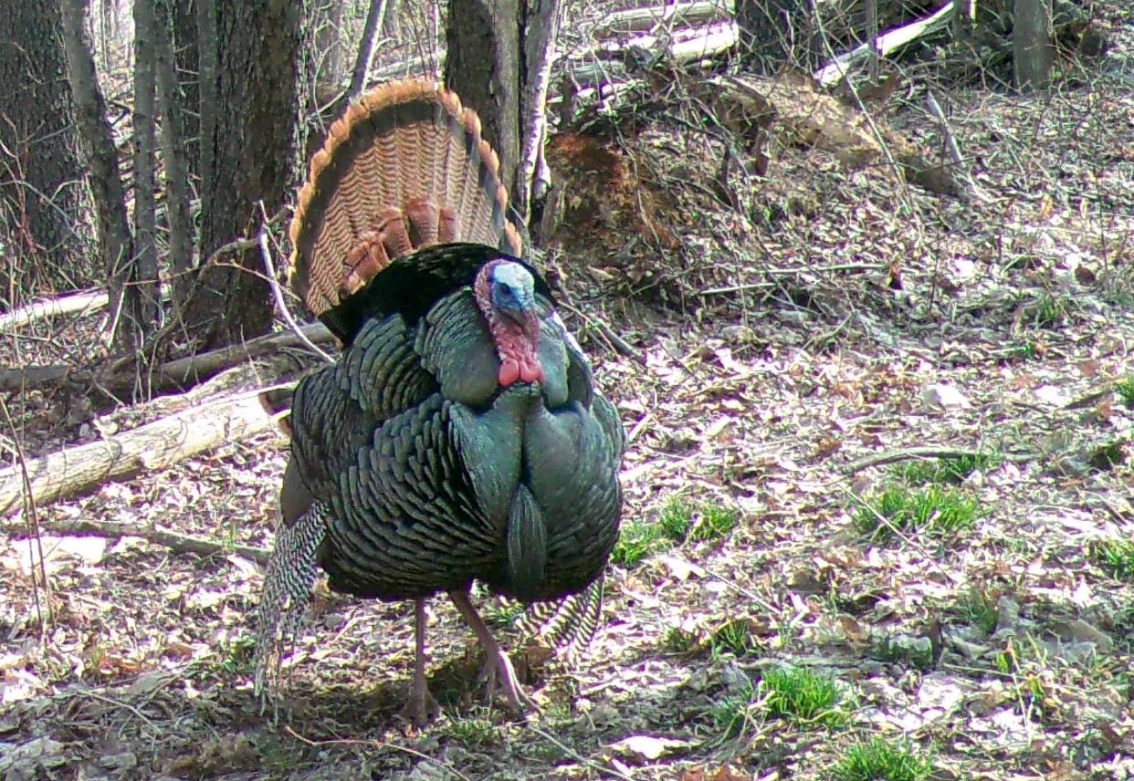 A turkey walks in full strut near a trail camera in Somerset County. The spring hunting season runs May 4-31 in Pennsylvania.