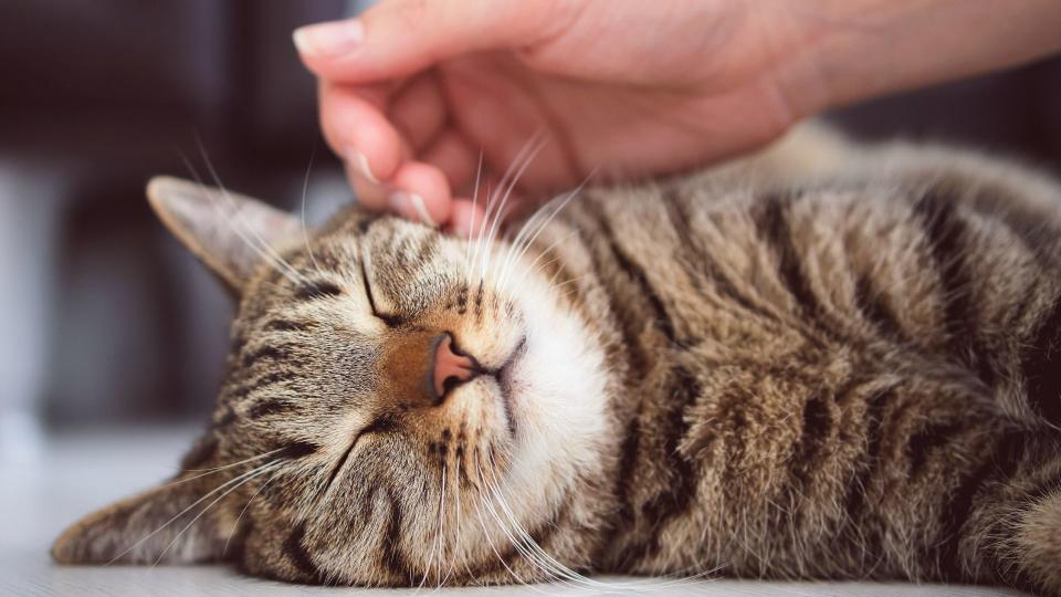 Owner petting American shorthair cat