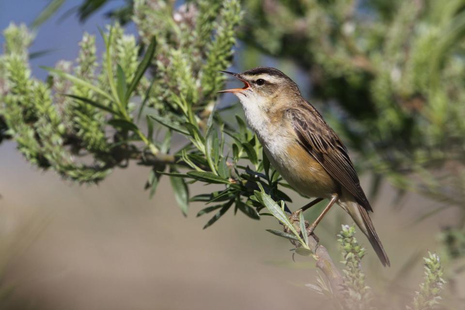 Seven Islands State Birding Park