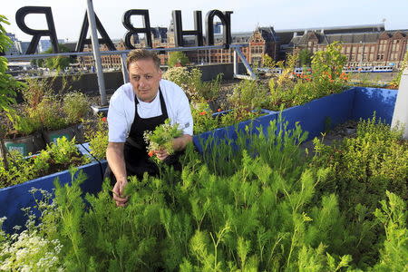 Chris Naylor, head chef at Michelin-starred Restaurant Vermeer, picks his rooftop grown herbs in Amsterdam, the Netherlands, May 27, 2015. REUTERS/Michael Kooren