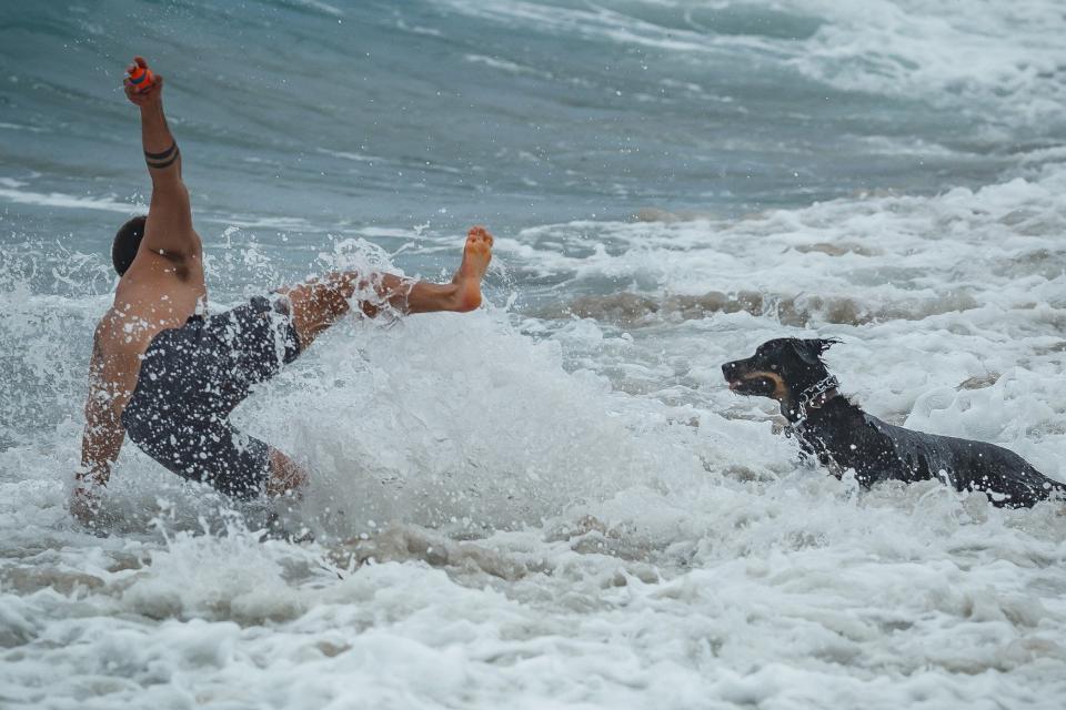 Alex Martin is tipped by wave action as north-northwesterly winds, with gusts to 12 mph, blow across the Atlantic Ocean coastline in central Palm Beach County near the William O. Lockhart Pier in Lake Worth Beach, Fla., on Wednesday, May 11, 2022. Martin was playing fetch with Penny.