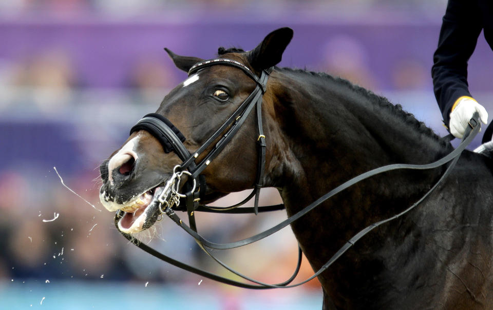 <p>Digby, the horse ridden by Nathalie Zu Sayn-Wittgenstein, of Denmark, leaves the ring after completing their routine in the equestrian dressage competition at the 2012 Summer Olympics, Aug. 7, 2012, in London. (AP Photo/David Goldman) </p>