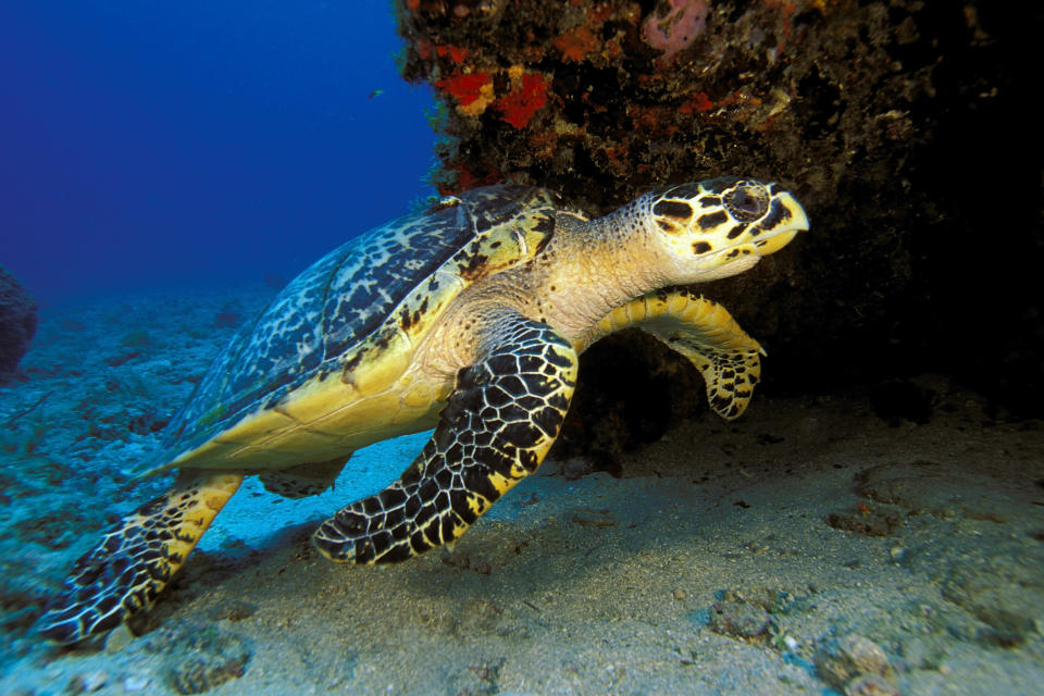 Hawksbill Turtle