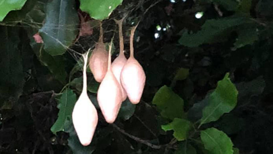 A Queensland resident asked for help identifying the weird pod-like things they found hanging in their backyard. Source: Facebook