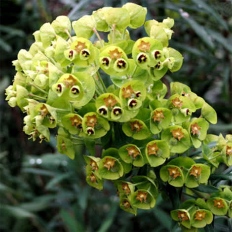 Euphorbia characias wulfenii