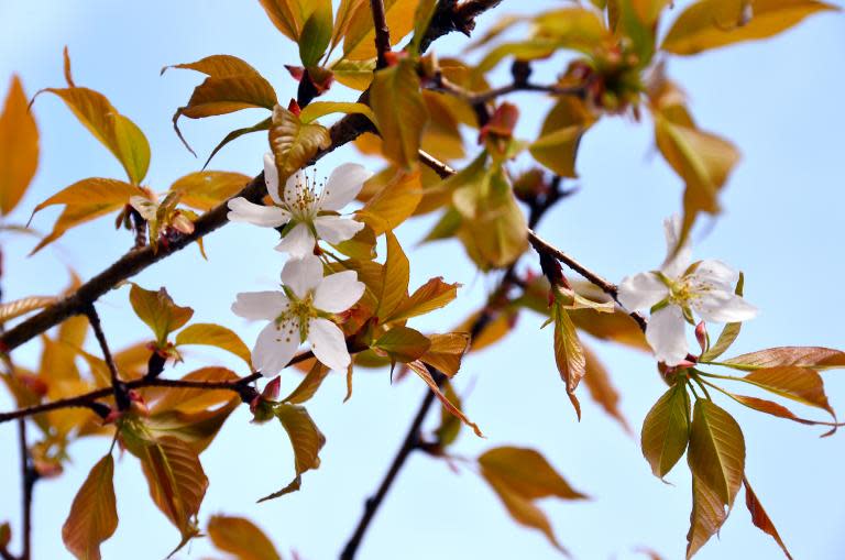 A cherry tree in bloom, grown from a cherry pit that spent time onboard the International Space Station (ISS), is shown at the Ganjoji temple in Gifu city, central Japan, April 3, 2014