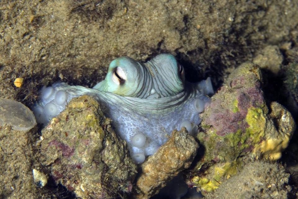 <p>Don’t confuse them for shy, but don’t expect them to be the life of the party either. According to the <a href="https://www.montereybayaquarium.org/animal-guide/octopuses-and-kin/giant-pacific-octopus" rel="nofollow noopener" target="_blank" data-ylk="slk:Monterey Bay Aquarium in California;elm:context_link;itc:0;sec:content-canvas" class="link ">Monterey Bay Aquarium in California</a>, Octopuses are solitary creatures that don’t travel in schools or associate with others outside of mating. They’re usually hiding in caves unless they're searching for food or something along those lines.</p>