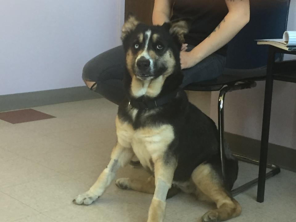 Lanie is an 8-year-old German shepherd/husky mix available for adoption at the Humane Society of Richland County. He was one of 17 dogs removed from a neglect case.