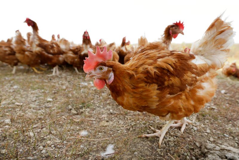 ▲根據中國海關的數據計算出，中國2022年進口的蛋雞數量大幅減少一半以上，遠遠不能滿足需求量。（圖／美聯社／達志影像）