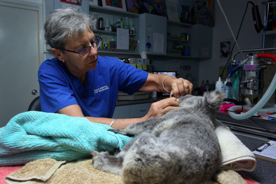 A woman tends to an injured koala. 