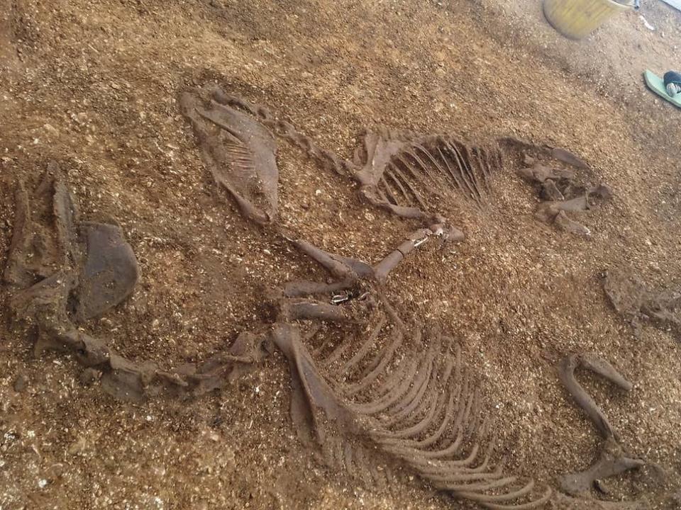 The two Iron Age horses, once used to pull the chariot are examined on site by archaeologists: Henry Hayhurst-France/David Wilson Homes