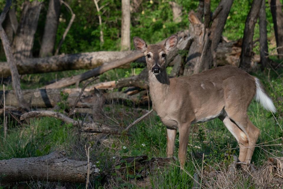 A pair of white-tailed deer are caught grazing at Clinton State Park. Proposed changes to deer hunting could cost the Kansas Department of Wildlife and Parks millions of dollars in what has been alleged to be political retribution for discussions about wildlife baiting.