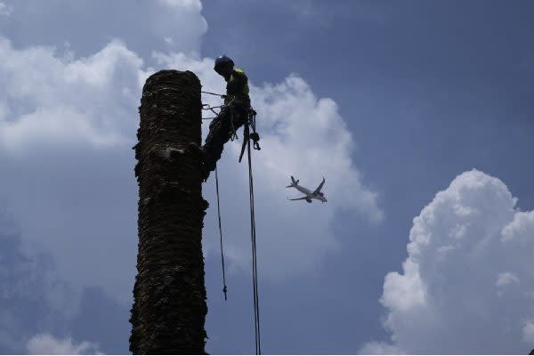 Las palmeras son susceptible al cambio climático. / Foto: AFP.