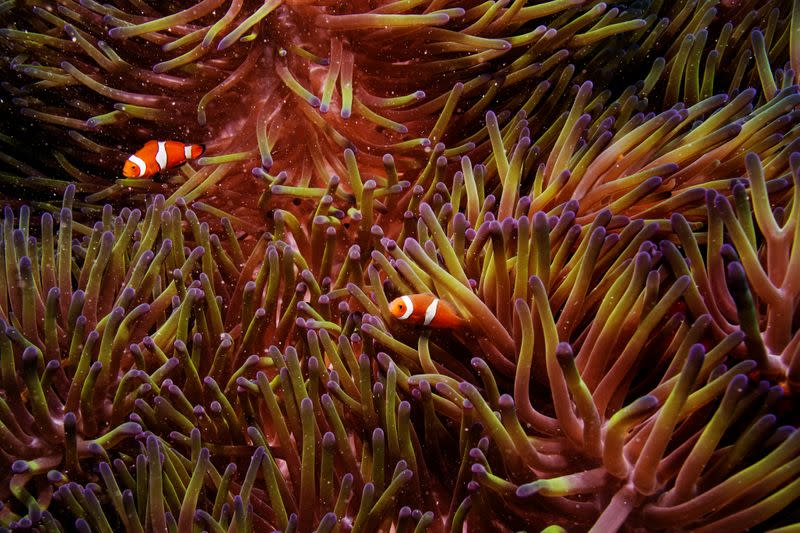 FILE PHOTO: Two clownfish swim inside of a sea anemone in the Great Barrier Reef off the coast of Cairns, Australia