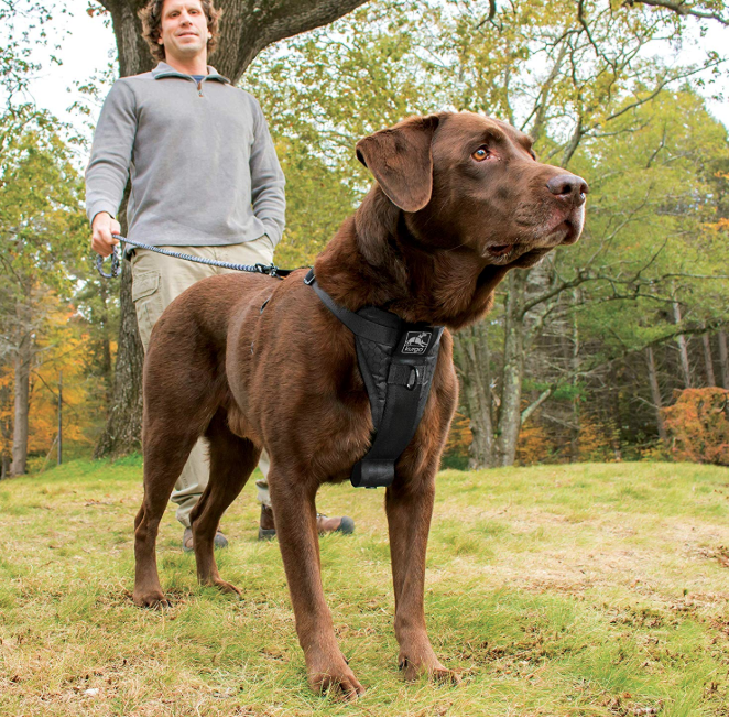 These Top-Rated Dog Harnesses Make Walking Your Pup a Breeze