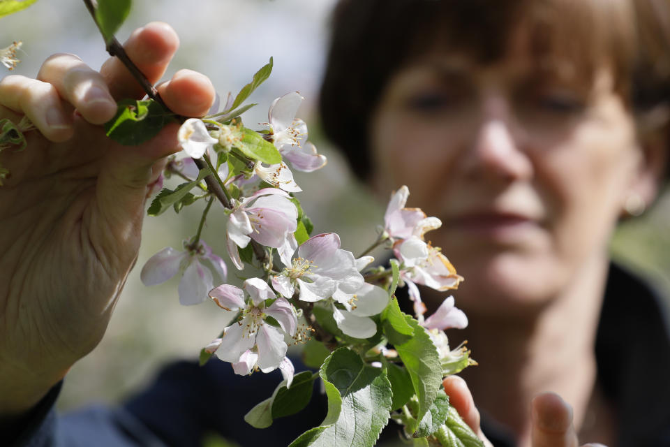 In this May 5, 2020, photo, Ali Capper inspects the blossom on her apple trees at Stocks Farm in Suckley, Worcestershire. Britain’s fruit and vegetable farmers have long worried that the exit from the European Union would keep out the tens of thousands of Eastern European workers who come every year to pick the country’s produce. Now, the coronavirus pandemic has brought that feared future to the present. (AP Photo/Kirsty Wigglesworth)