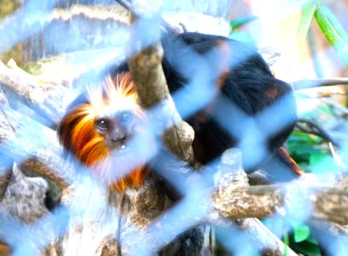 Golden headed lion tamarin: This species endemic to Brazil is close to extinction. (
