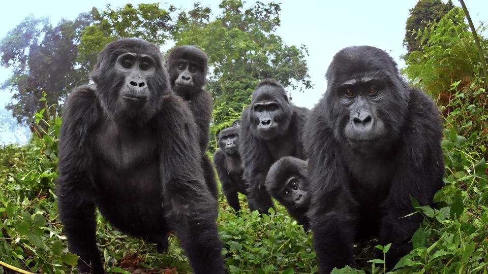 Spy in the Wild 2 features Ugandan mountain gorillas singing (Credit: John Downer Productions/BBC)