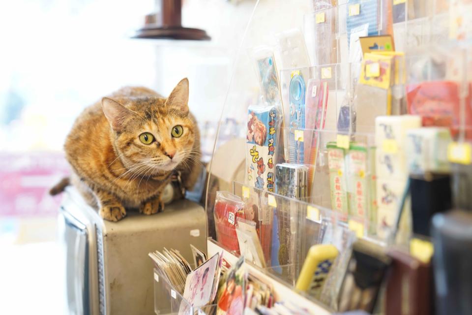 「雅俗共想」的可愛店貓，蹲在門口招客。