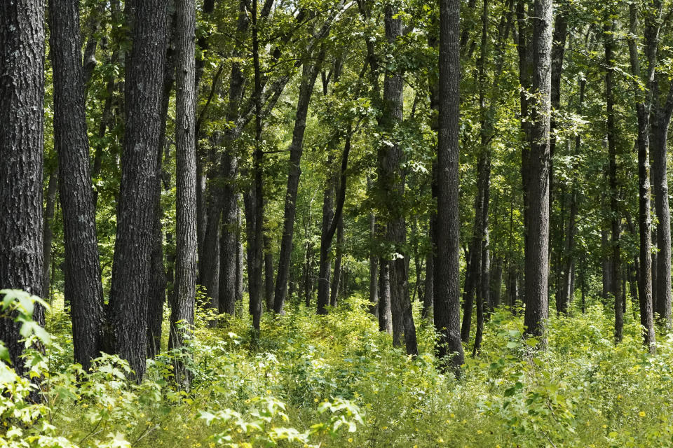Grasses grow under a grove of trees at the May Prairie State Natural Area on Aug. 20, 2020, in Manchester, Tenn. Grasslands come in various forms — wetland bogs, rocky barrens, lush prairies, even woodlands — anywhere the tree cover is sparse enough to allow grasses, flowers and other small plants to flourish. (AP Photo/Mark Humphrey)