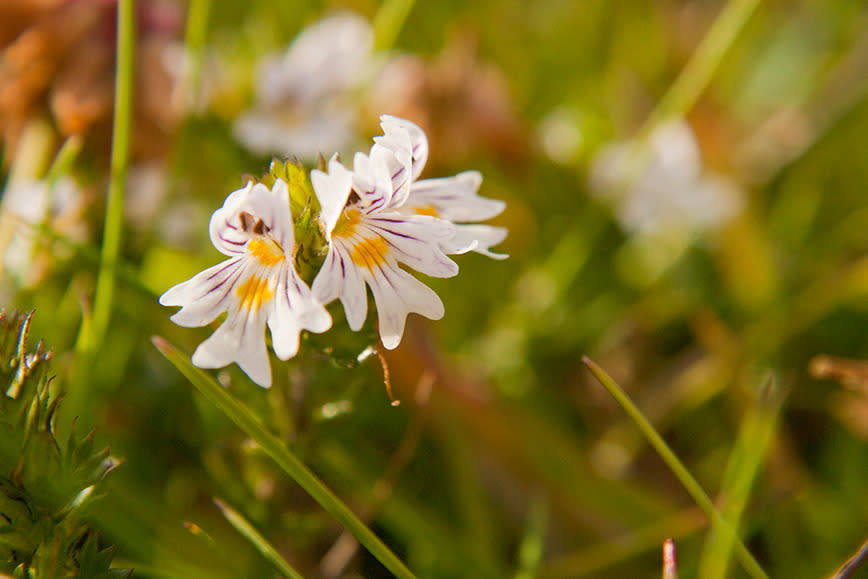 Eyebright