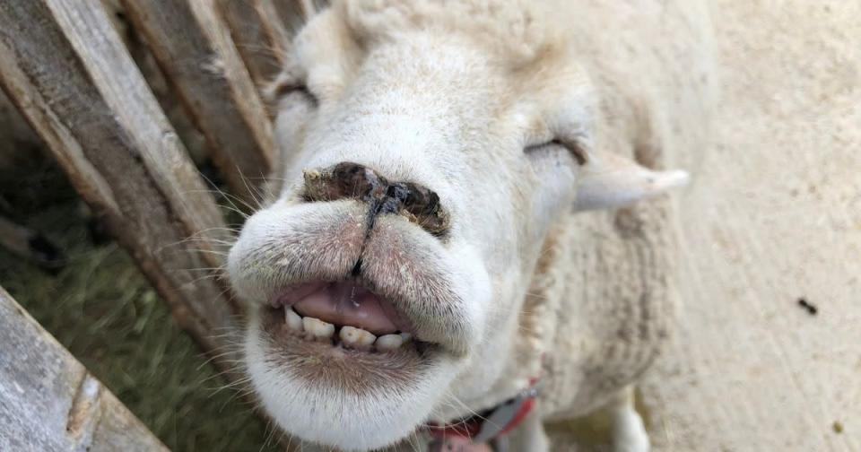 &lt;p&gt;A smiling sheep has recently gone viral on the internet for its ear-to-ear grin. (Photo courtesy of Awaji Farm Park England Hill/Twitter)&lt;/p&gt;
