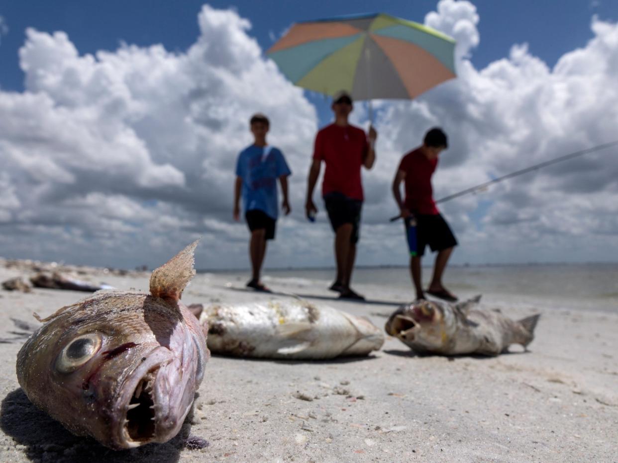 The algal blooms leave sea life dead, and contribute to respiratory illnesses for humans: EPA