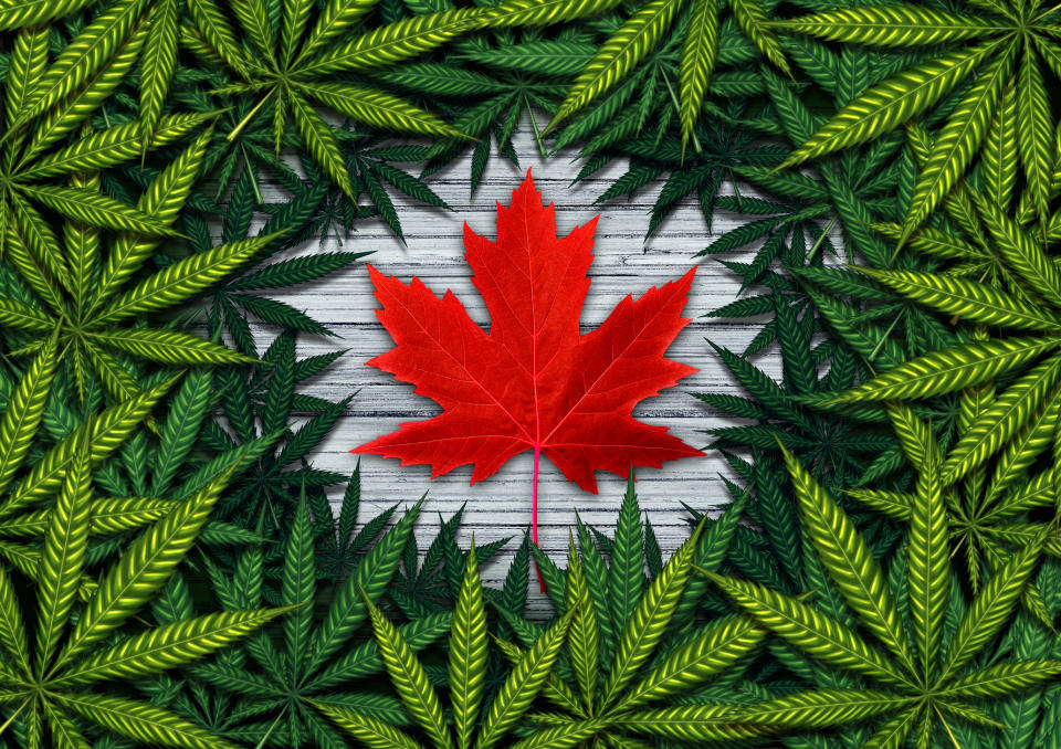 Red Canadian maple leaf surrounded by a pile of marijuana leaves