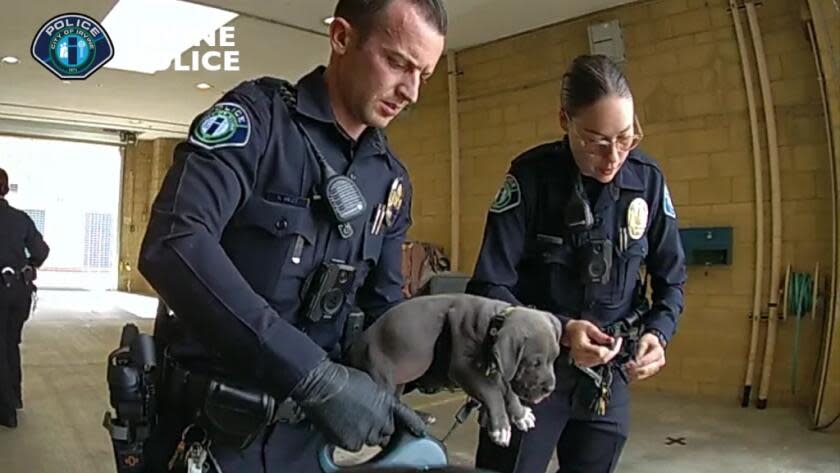 Irvine police administered a dose of the overdose-reversing drug naloxone to a pit bull puppy last week after the animal was potentially exposed to fentanyl. The owners of a pit bull puppy were arrested for drug possession, and police say the animal may have been exposed to fentanyl. Charges have not yet been filed against the owners.