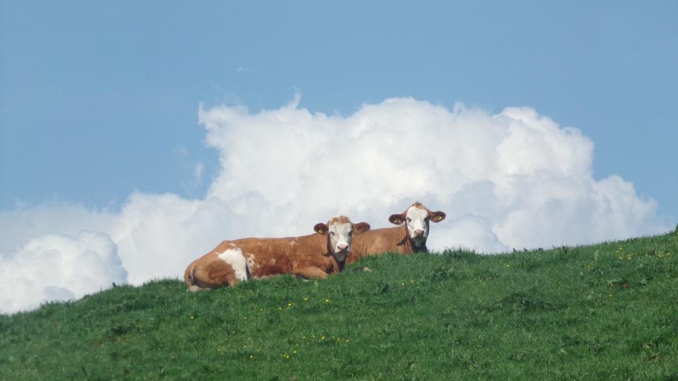 Cows with clouds behind them