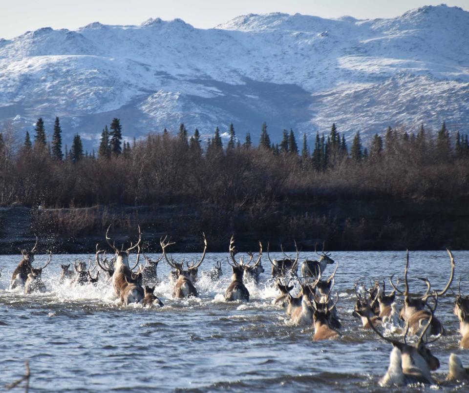 Thousands of caribou cross the Kobuk River during their twice yearly migration.